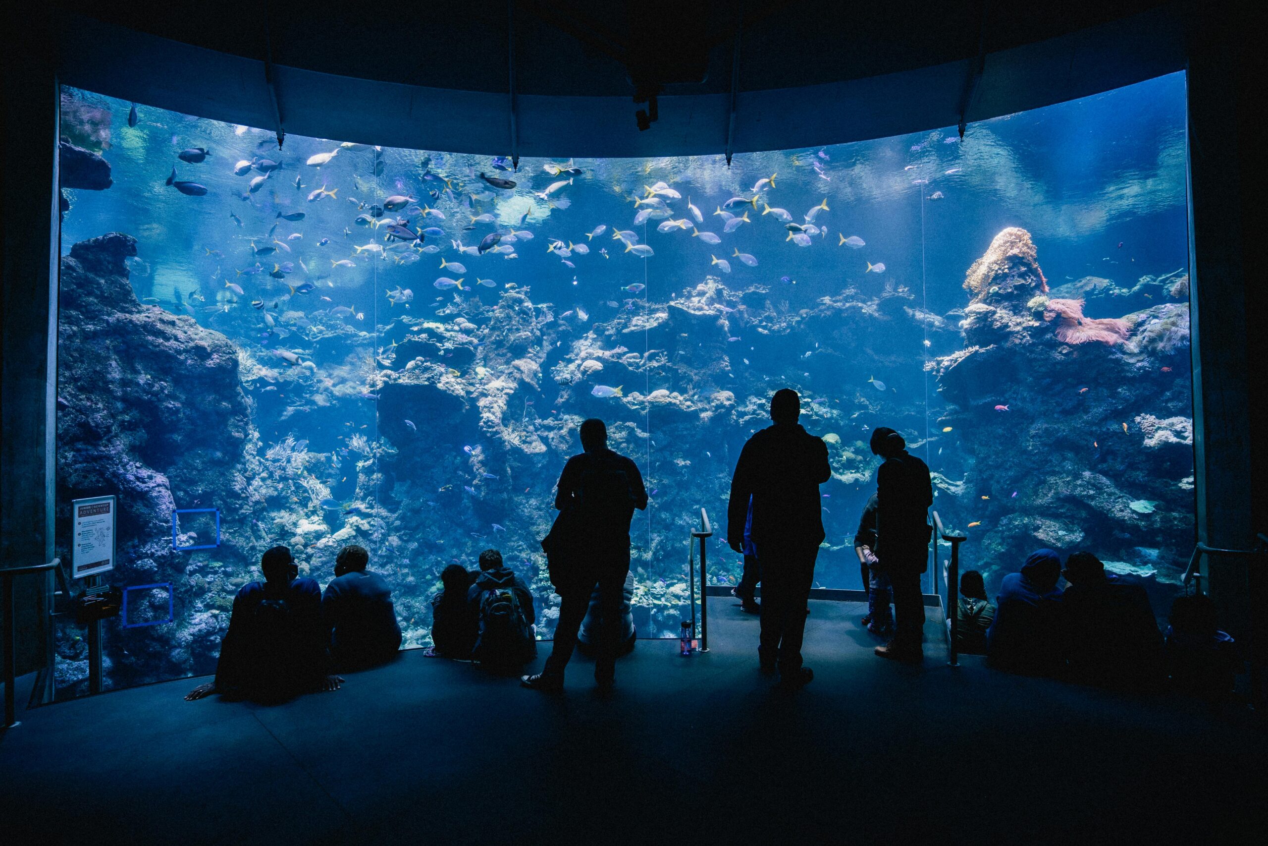 Kostenloses Stock Foto zu aquari públic, aquarium, aquarium in kalifornien