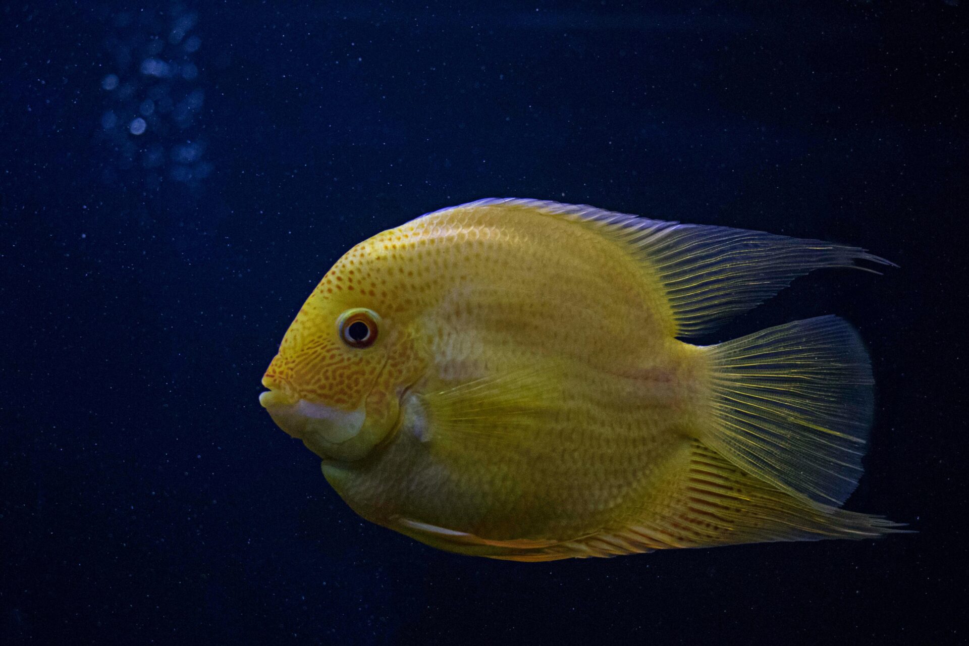 Gelber Fisch In Der Nahaufnahmefotografie