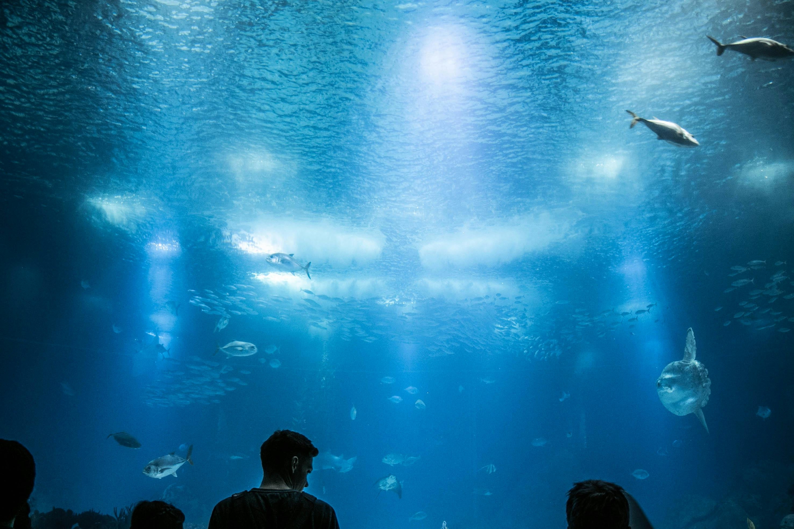 Ein Riesiges Aquarium In Einem Park