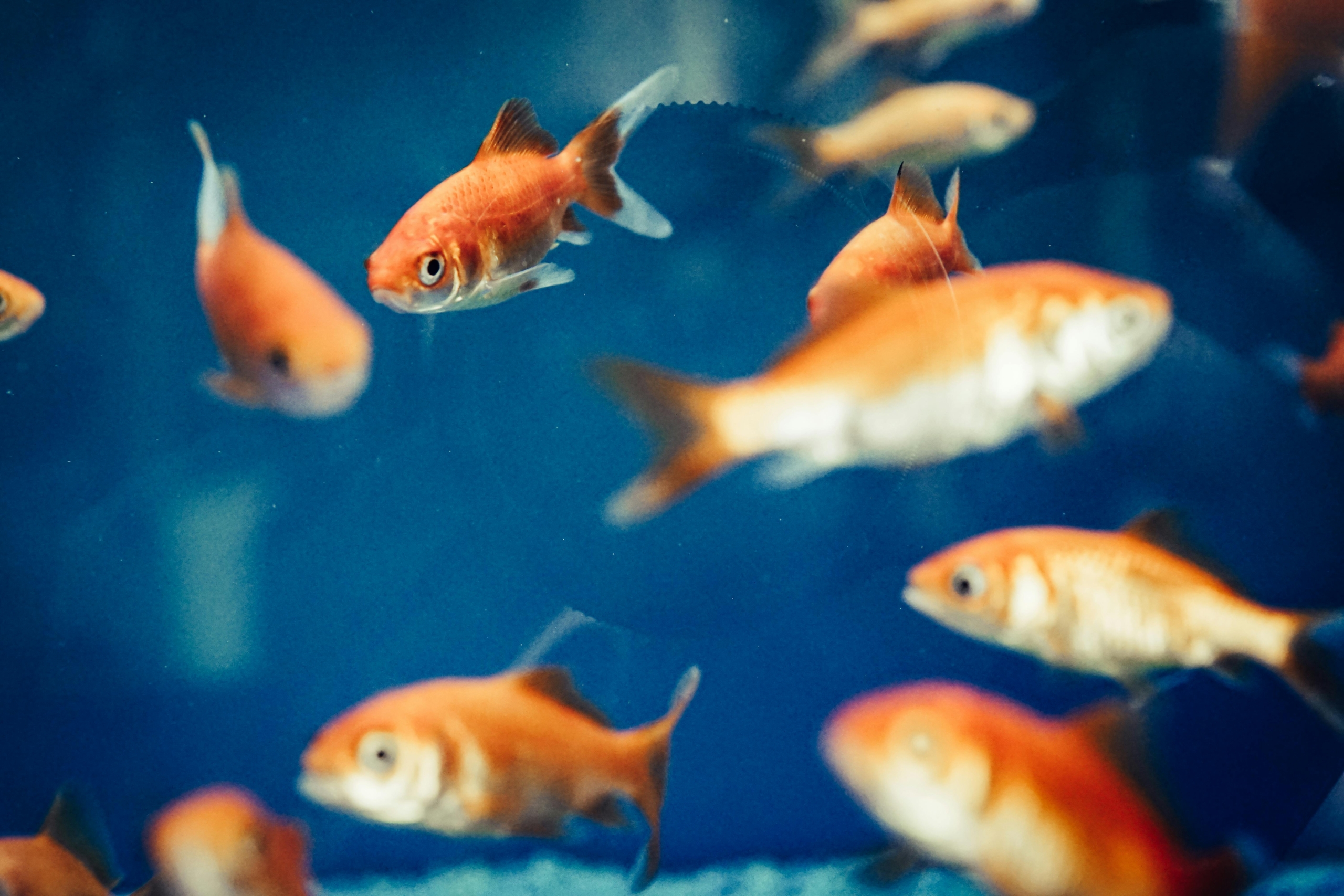 Selektives Fokusfoto Von Goldfischen