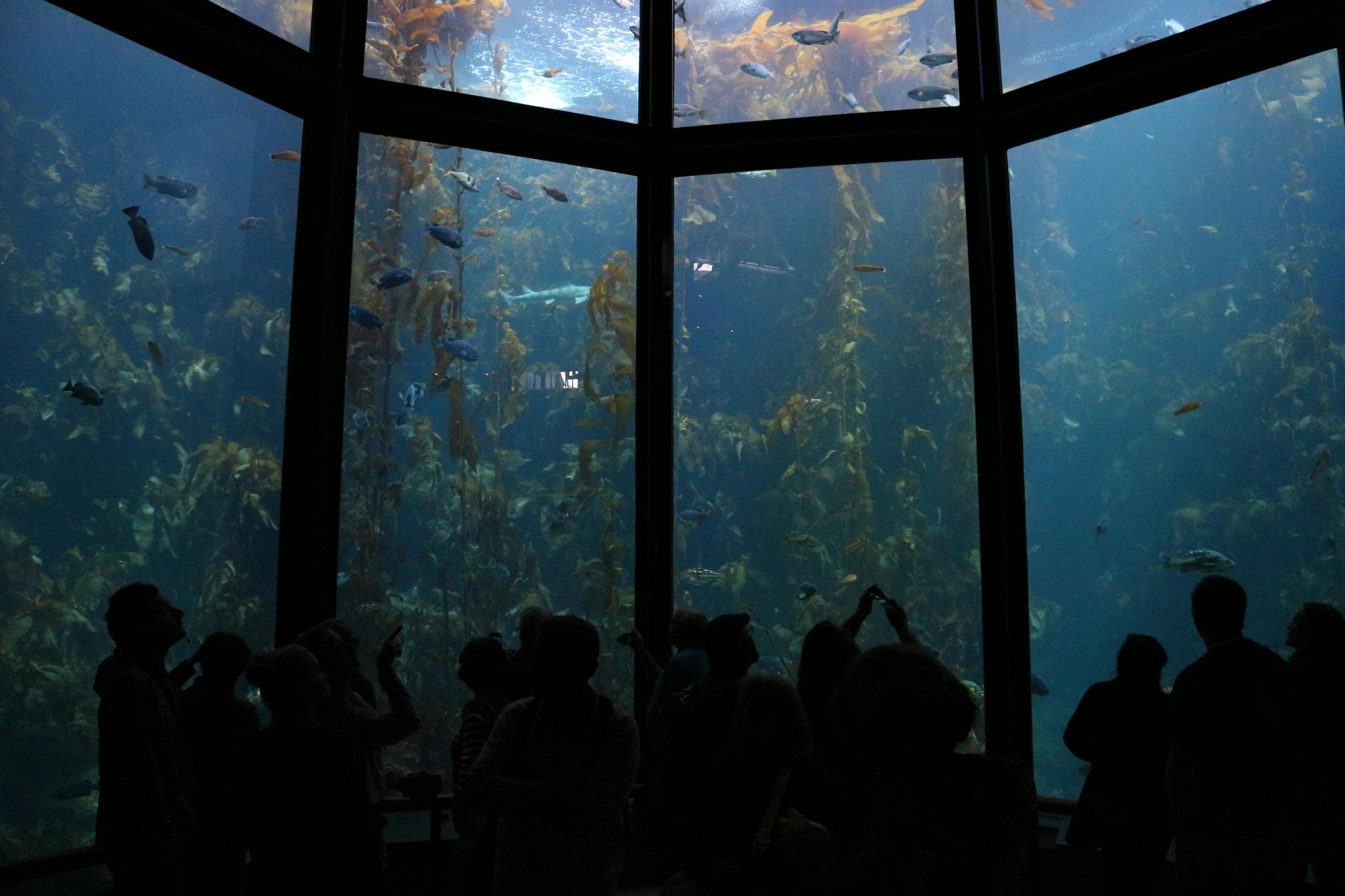 Kostenloses Stock Foto zu aquarium, bewundernd, fische