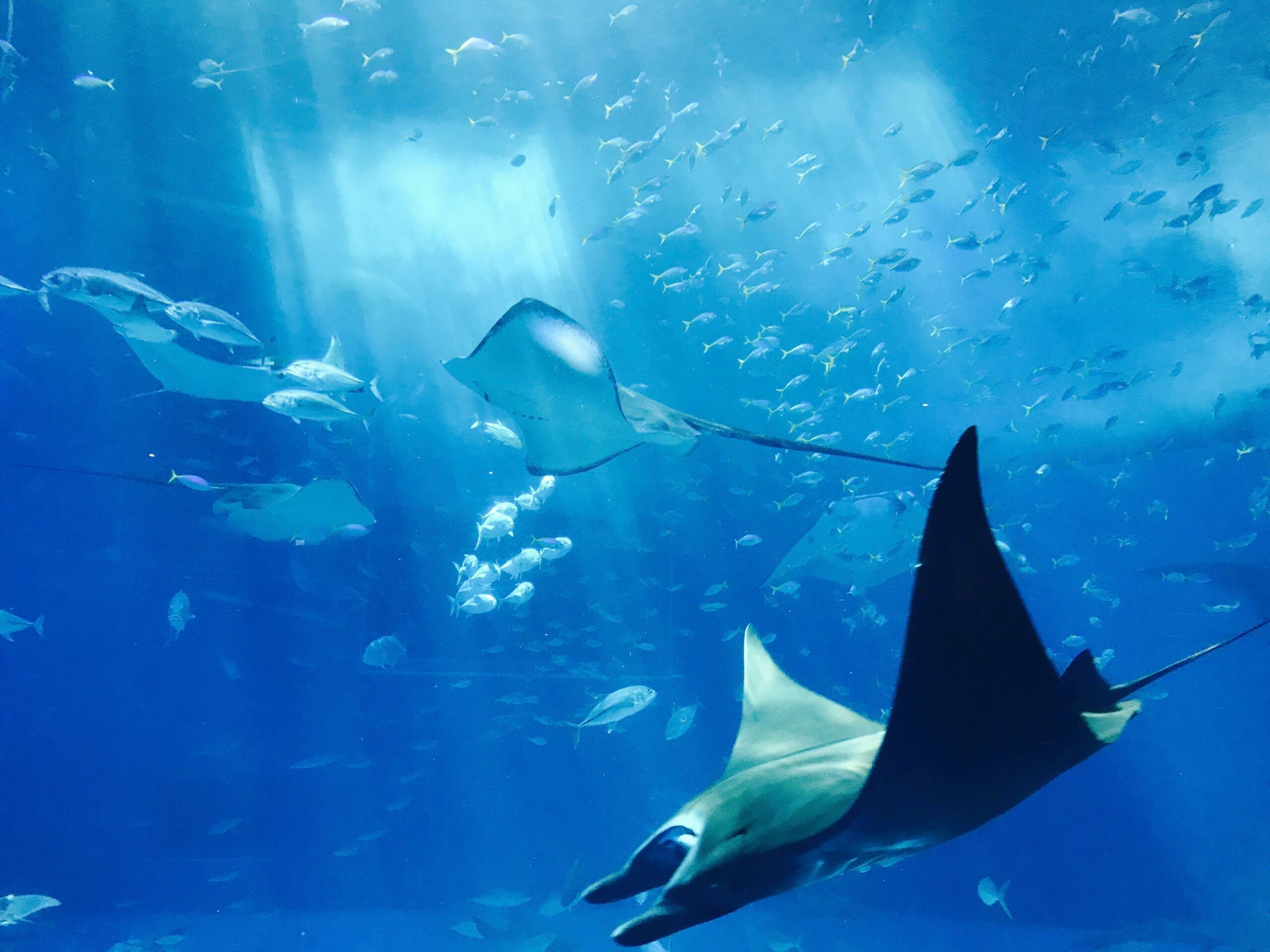 Bodengrund im Aquarium