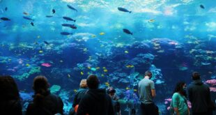 Aquariumpflanzen Grüner Lebensraum für Unterwasserwelten