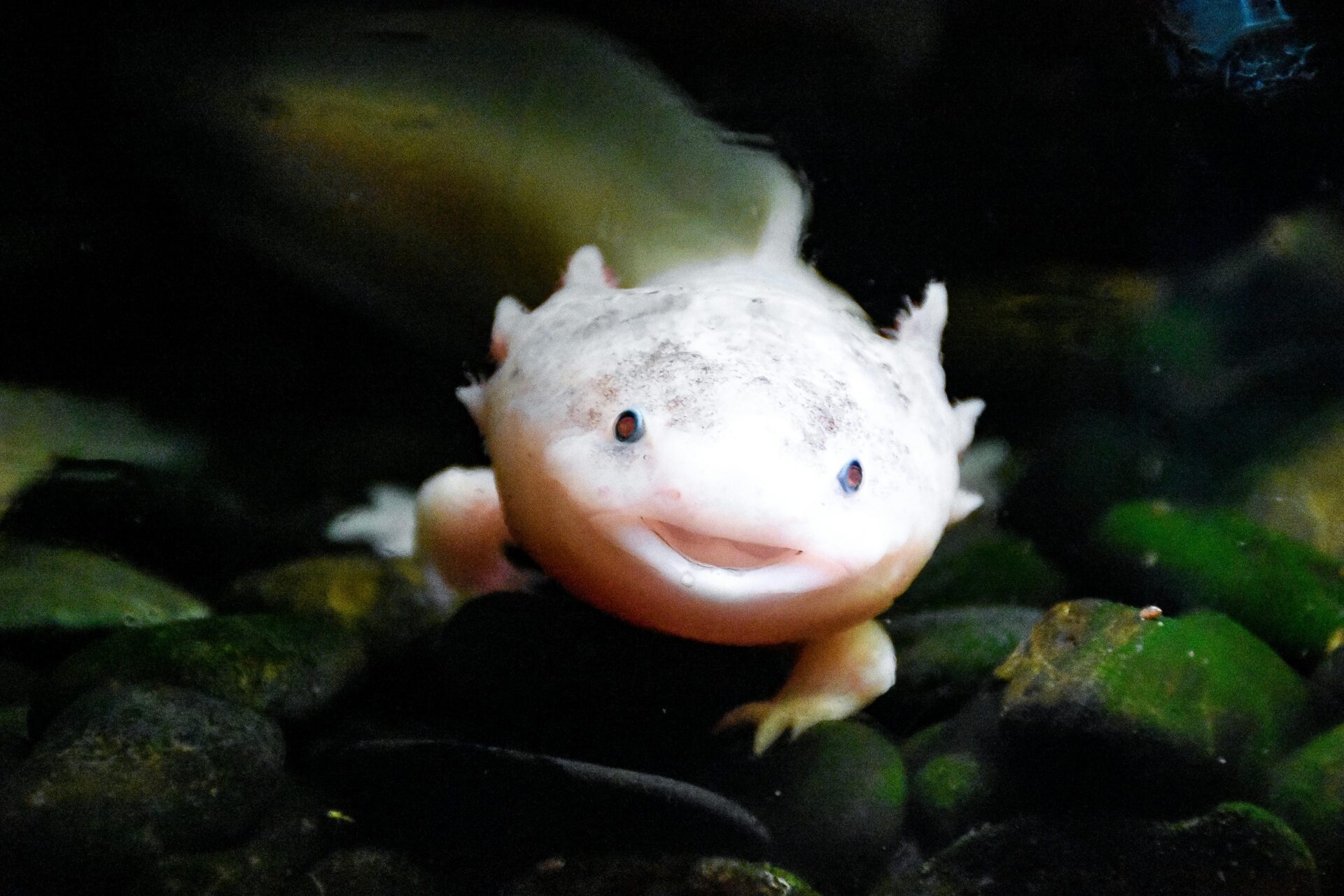 Weißer Fisch Unter Wasser