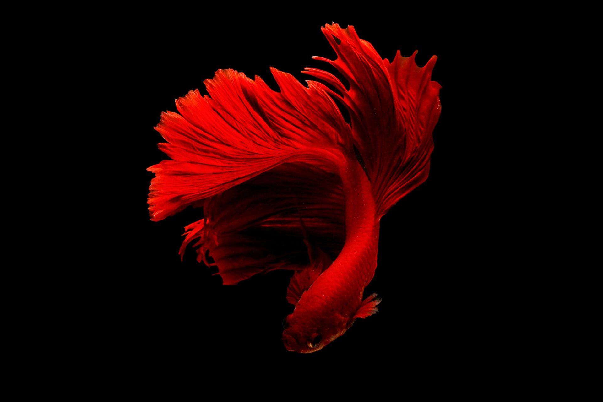 Roter Betta Fisch