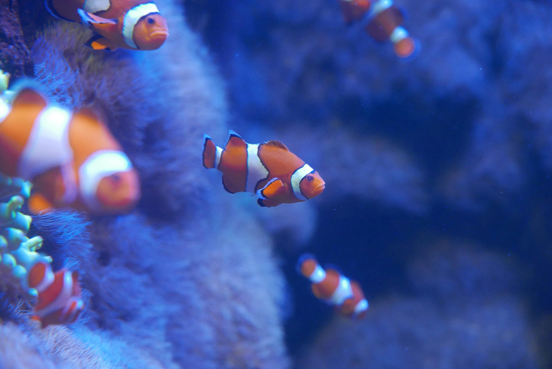 Nemo, Fisch Im Wasser