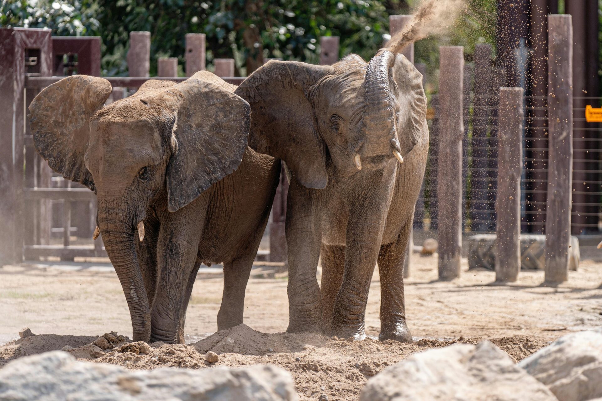 Kostenloses Stock Foto zu afrikanischer elefant, biodiversität, draußen