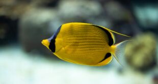 Die Bedeutung von Aquarienpflanzen im Ökosystem