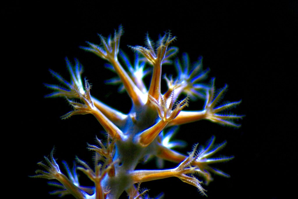 Die Bedeutung von Pflanzen im Aquarium