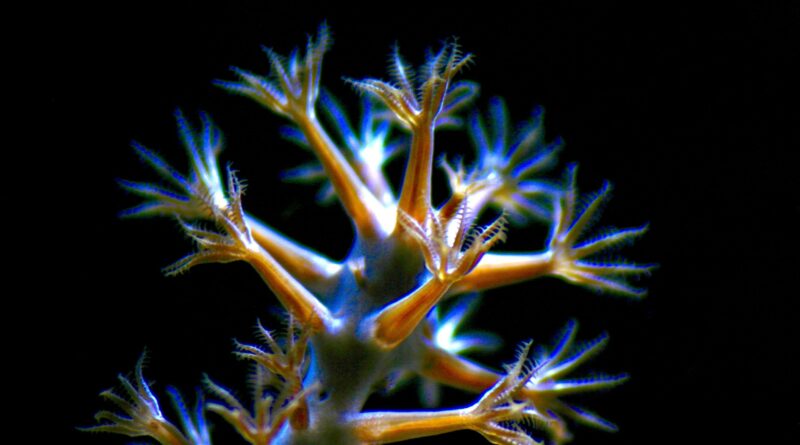 Die Bedeutung von Pflanzen im Aquarium
