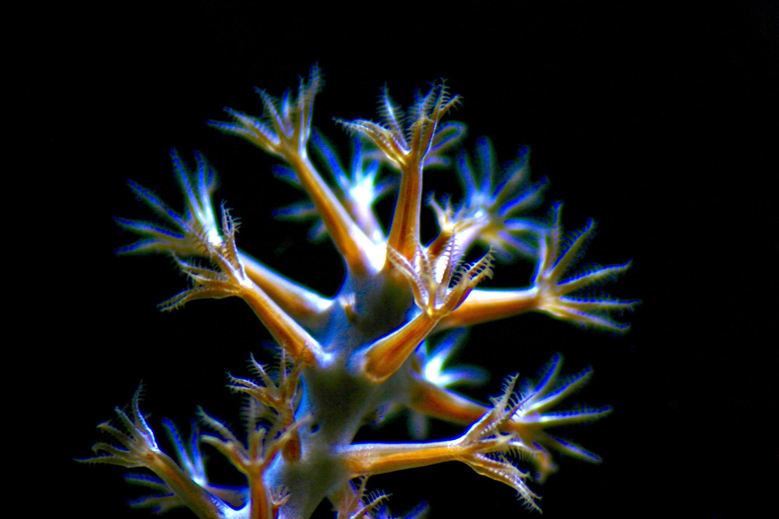 Die Bedeutung von Pflanzen im Aquarium für Gesundheit und Ästhetik