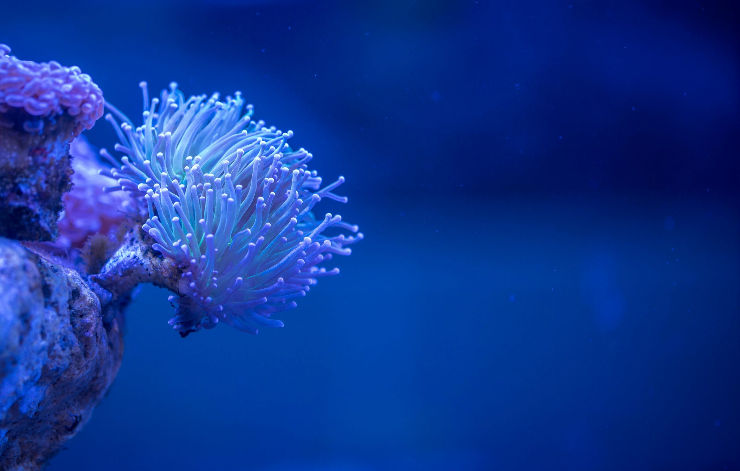 Aquarium Beleuchtung